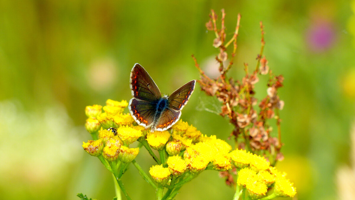 опять про бабочек...205 - Александр Прокудин