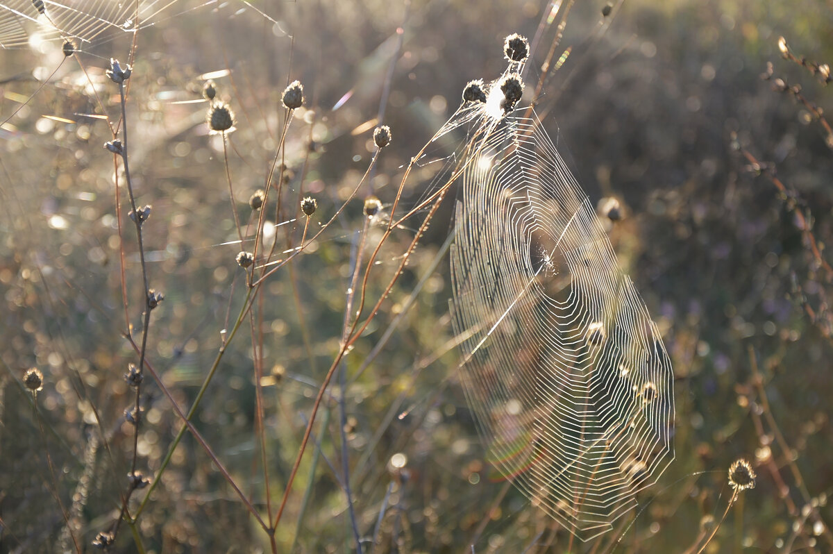 Полетели паутинки в октябре, серебрятся и летят..  бабье лето... - Надежда Куркина 