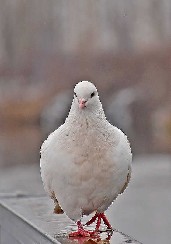 С удовольствием попозирую! - Валентина Нефёдова С удовольствием попозирую! - Валентина Нефёдова