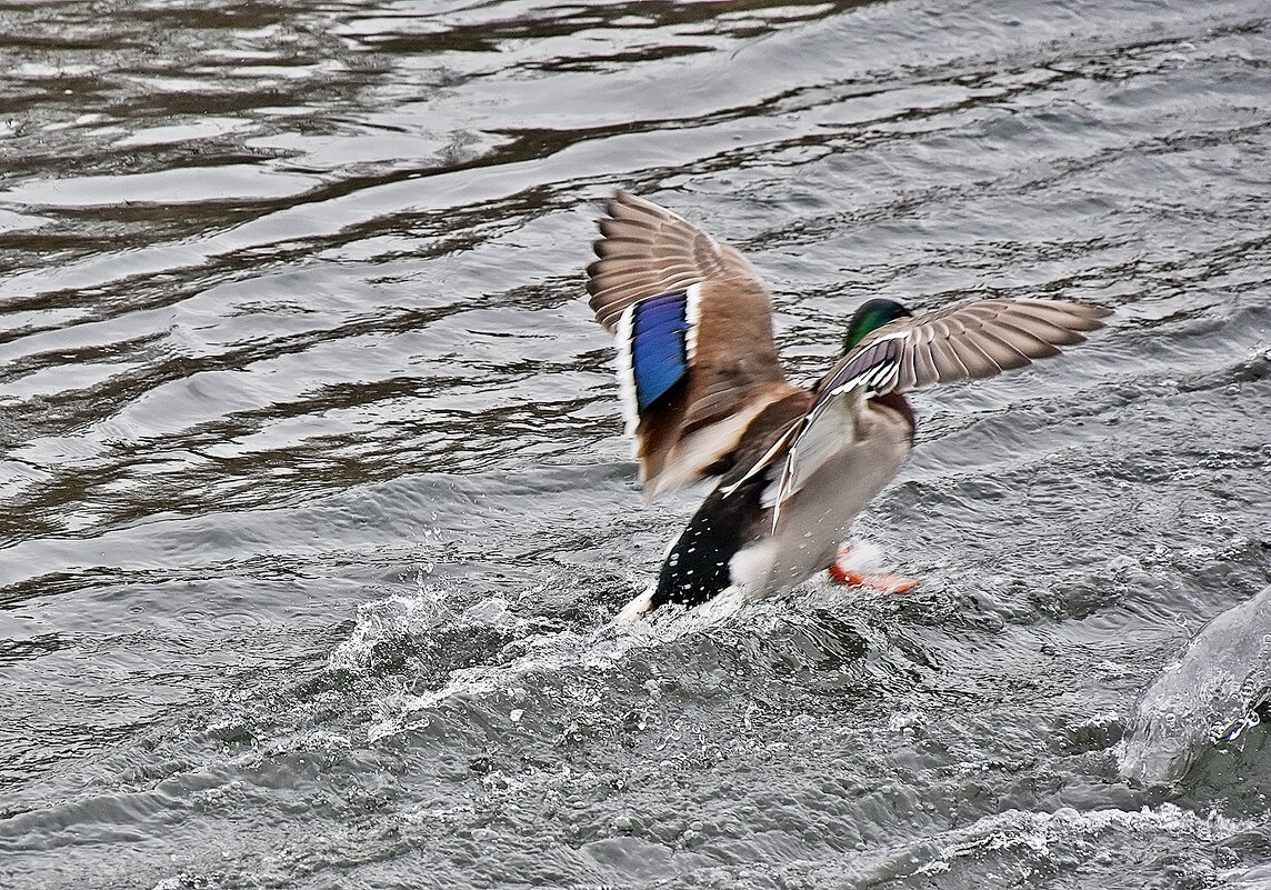 Улетаю... - Валентина  Нефёдова 