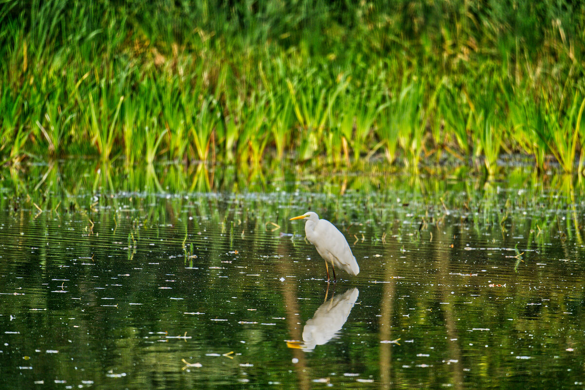 Пруд - Jakob Dick