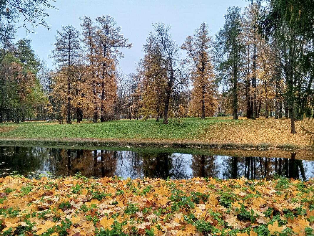 Осень - Сапсан 