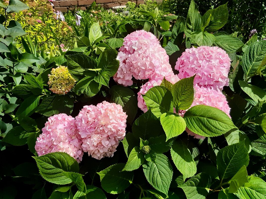 Летняя красота! - Нина Андронова