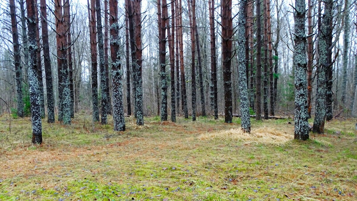 Зима, похожая на осень. - Милешкин Владимир Алексеевич Зима, похожая на осень. - Милешкин Владимир Алексеевич