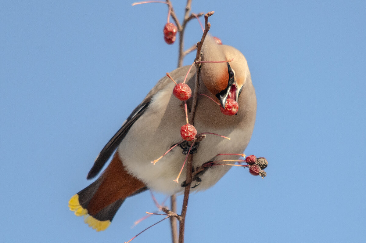 Свиристель - Виктор Иванович Чернюк