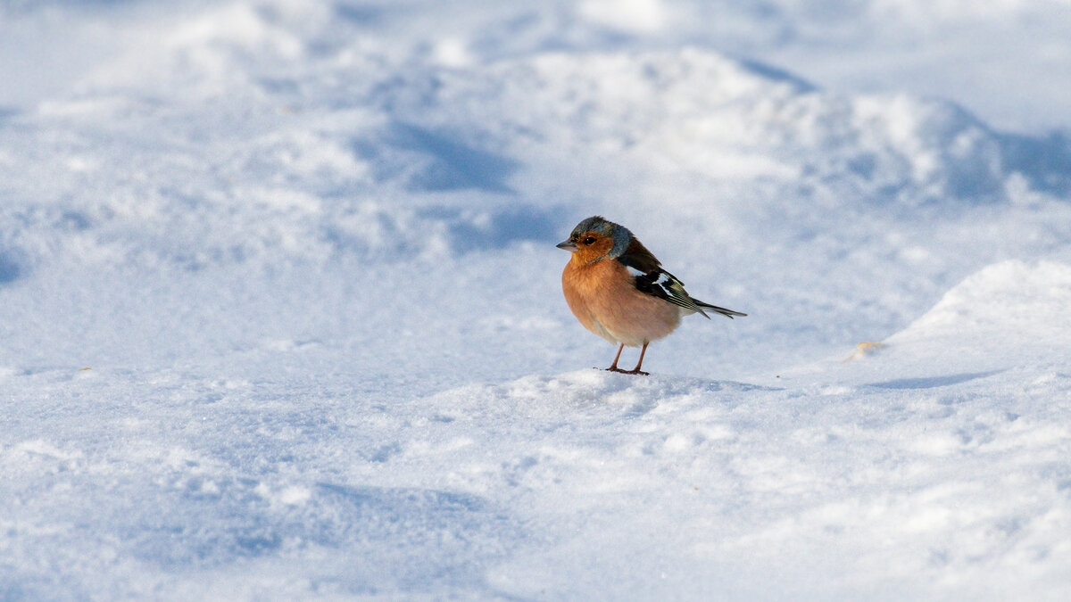 Зяблик на снегу - Владимир Лазарев