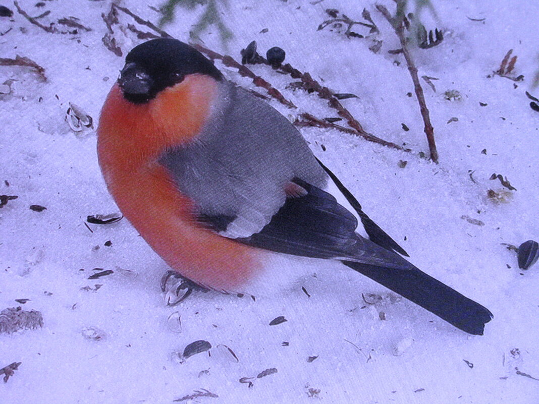 Красавчик снегирь - Людмила Смородинская Красавчик снегирь - Людмила Смородинская
