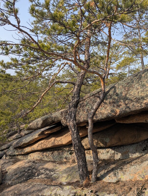 Сосны на скалах - Андрей Хлопонин
