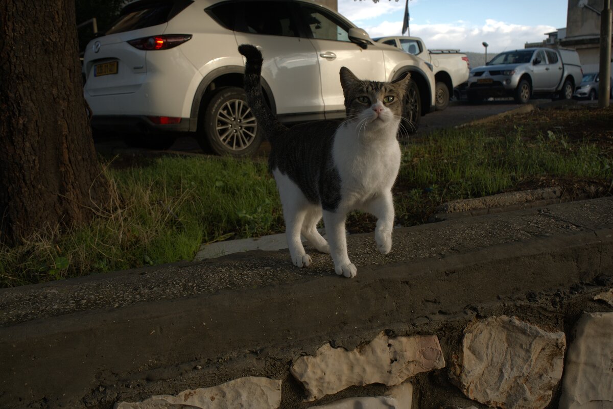 КОШКИ НАШЕГО ГОРОДА - ujgcvbif 