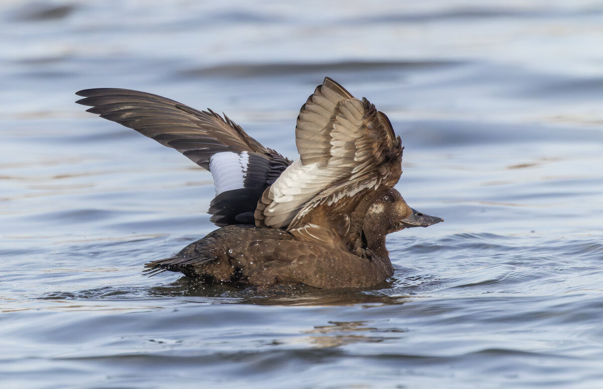 турпан. - юрий макаров