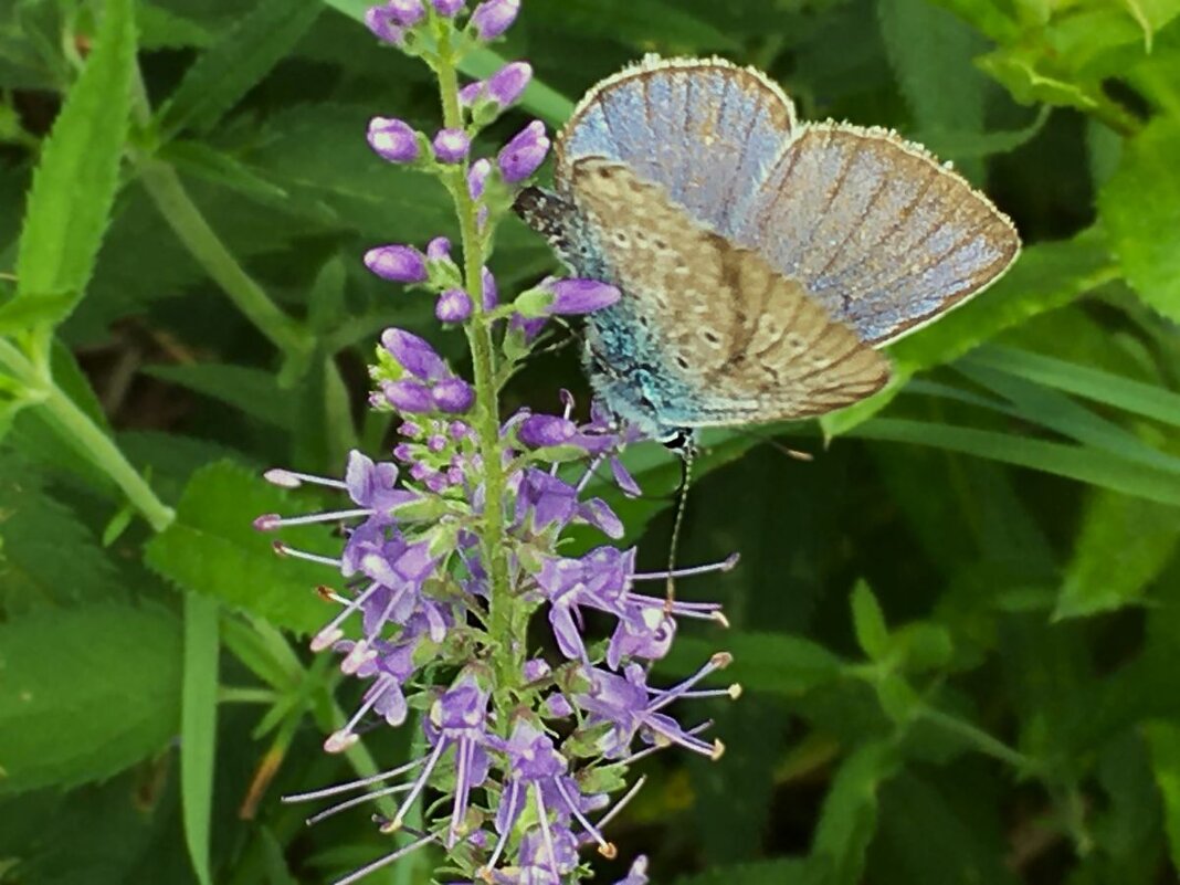 "удачный момент" - Olga Oskolkova