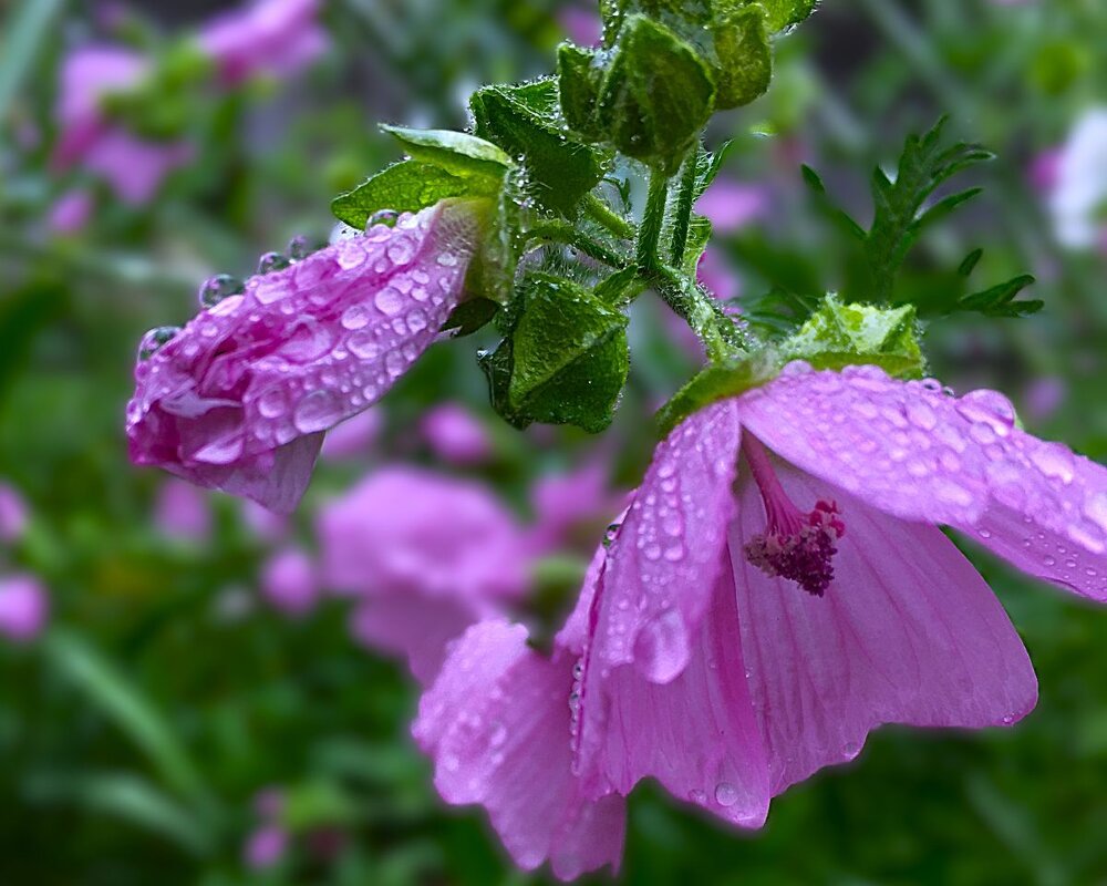 "в каплях дождя" - Olga Oskolkova