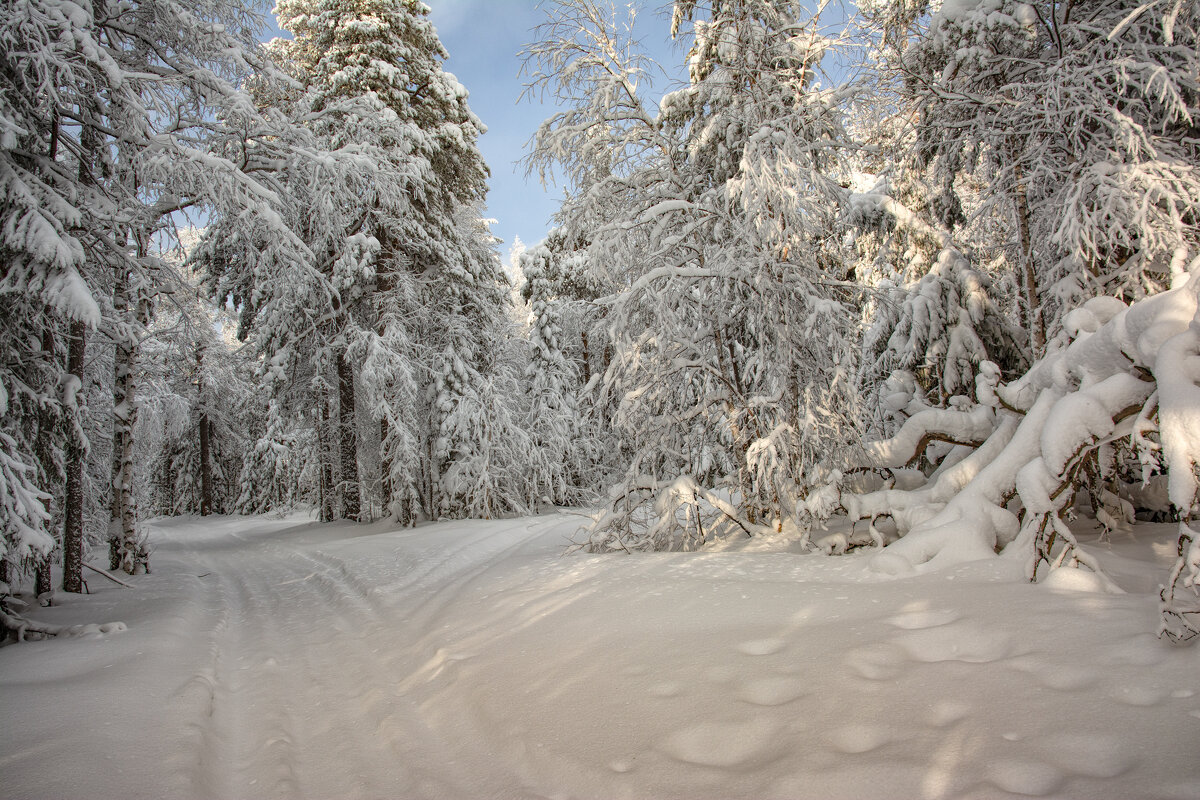 Белоснежная зима - Vladimbormotov 