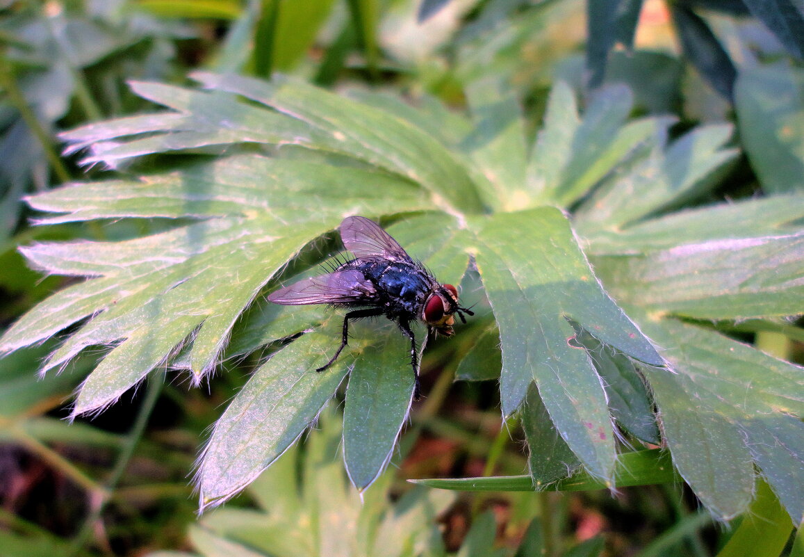 Мужа по полю пошла.... - nadyasilyuk Вознюк