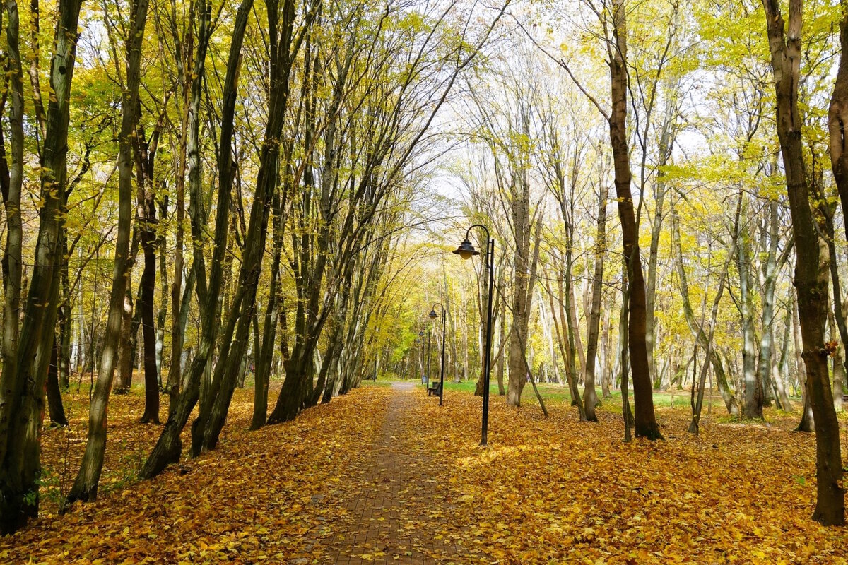 Ашманн парк, Калининград - Рита Симонова
