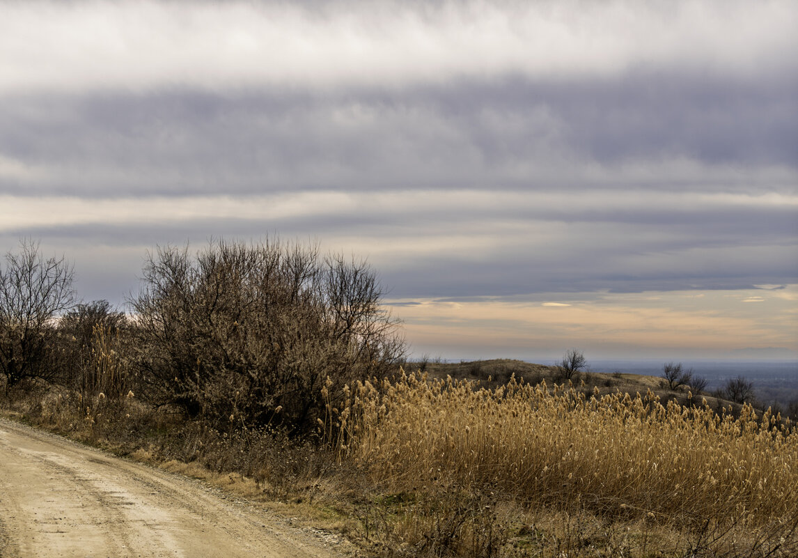 Камыш - Игорь Сикорский