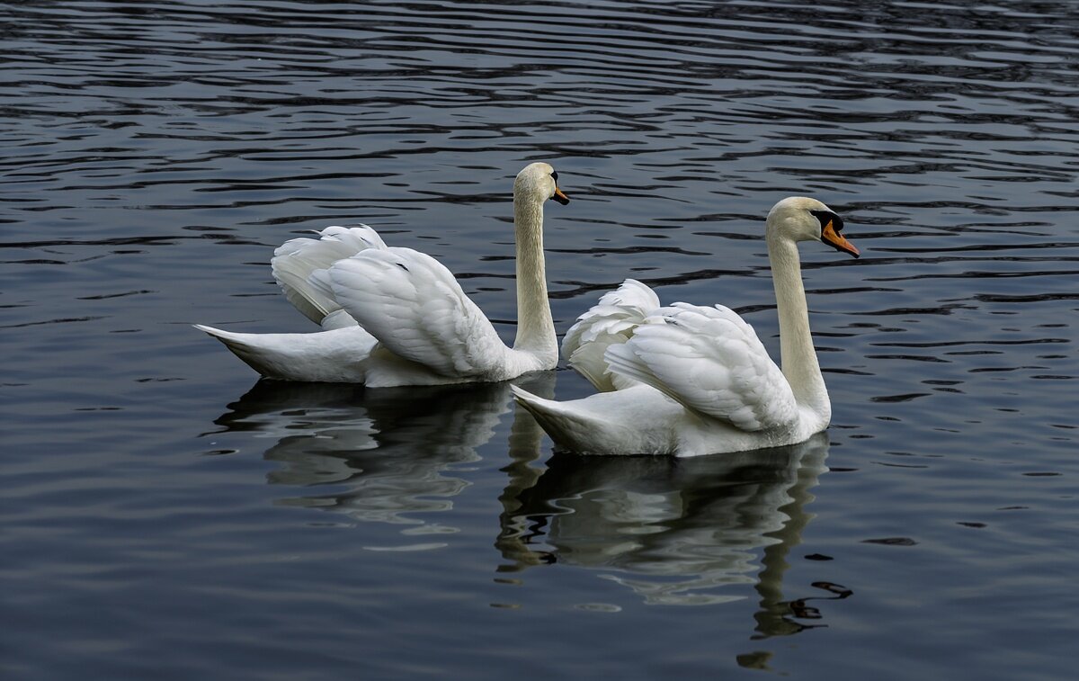 Лебеди - Игорь Сикорский