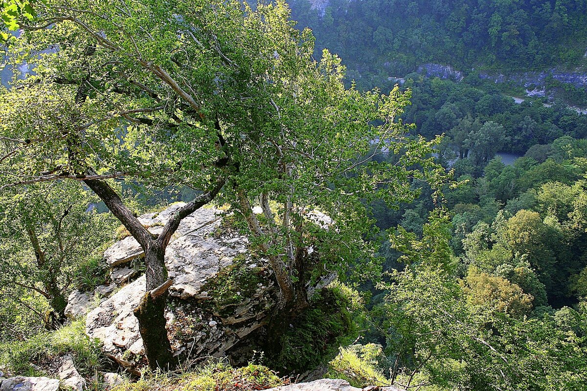 Ахштырское ущелье Сочи - Tata Wolf