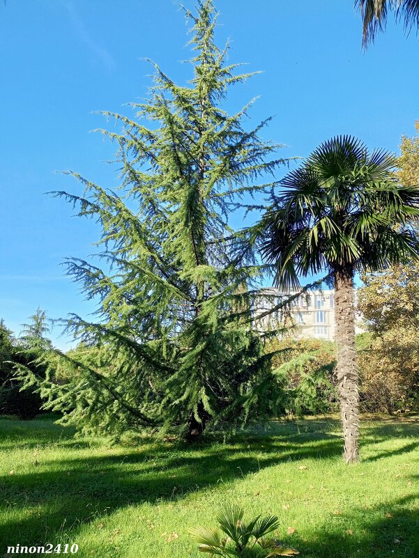 Адлер. Дендропарк "Южные культуры" - Нина Бутко Адлер. Дендропарк "Южные культуры" - Нина Бутко