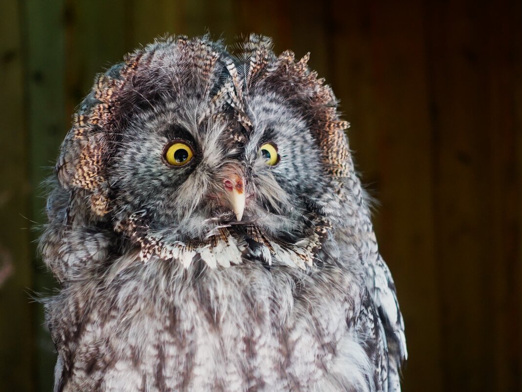 Грозный птиц.. - Aida10 Грозный птиц.. - Aida10