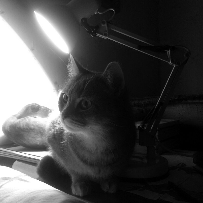 Сноб - Maria Rainer