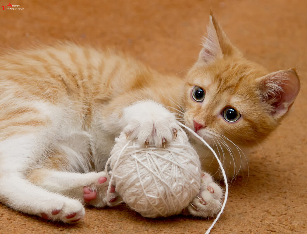 Рыжик - Андрей Пристяжнюк