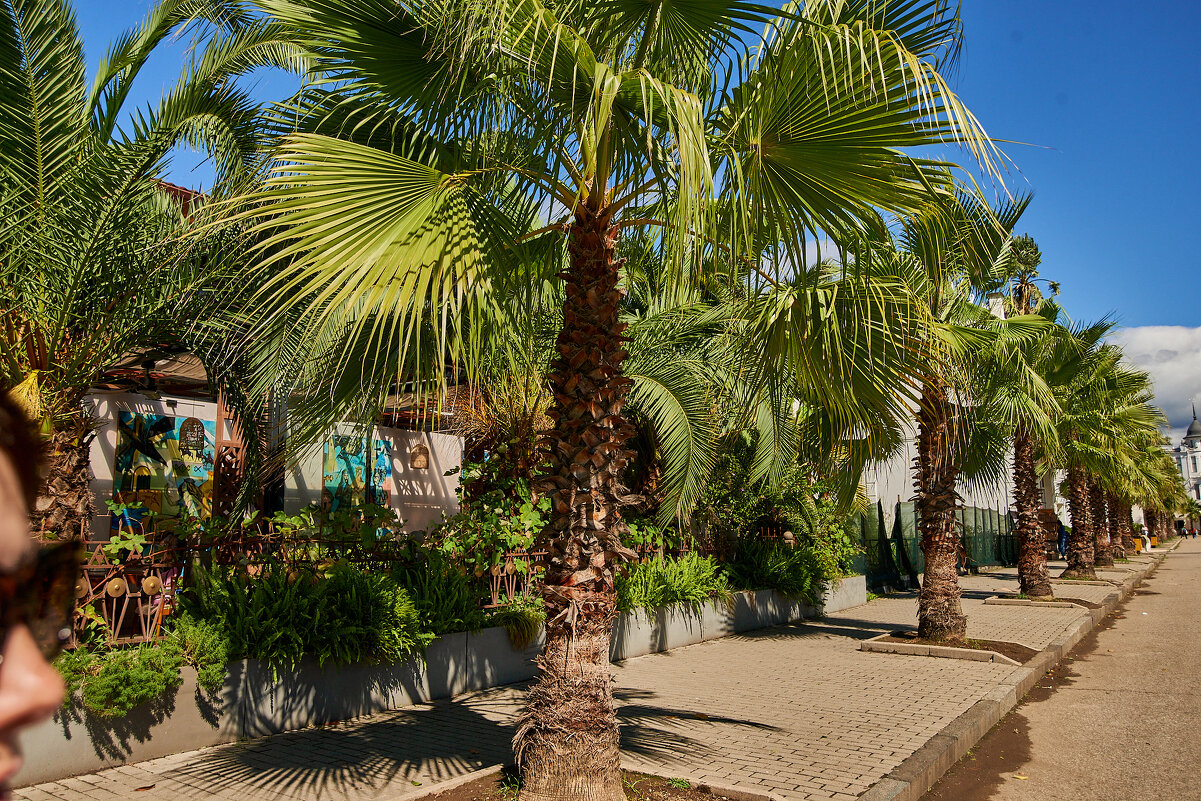 Сухум - Александр Леонов