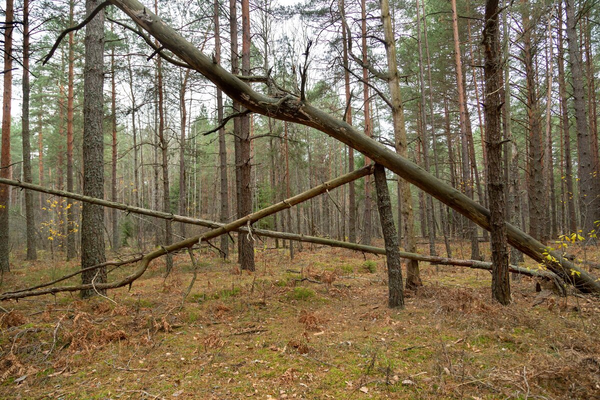 Урок геометрии. - Сергей Татаринов