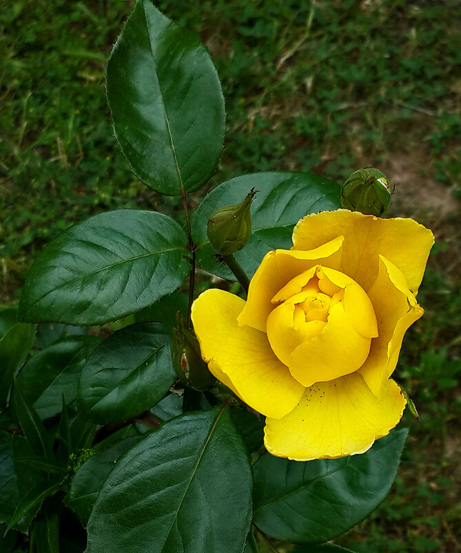 Вот-вот раскроется... - Светлана 