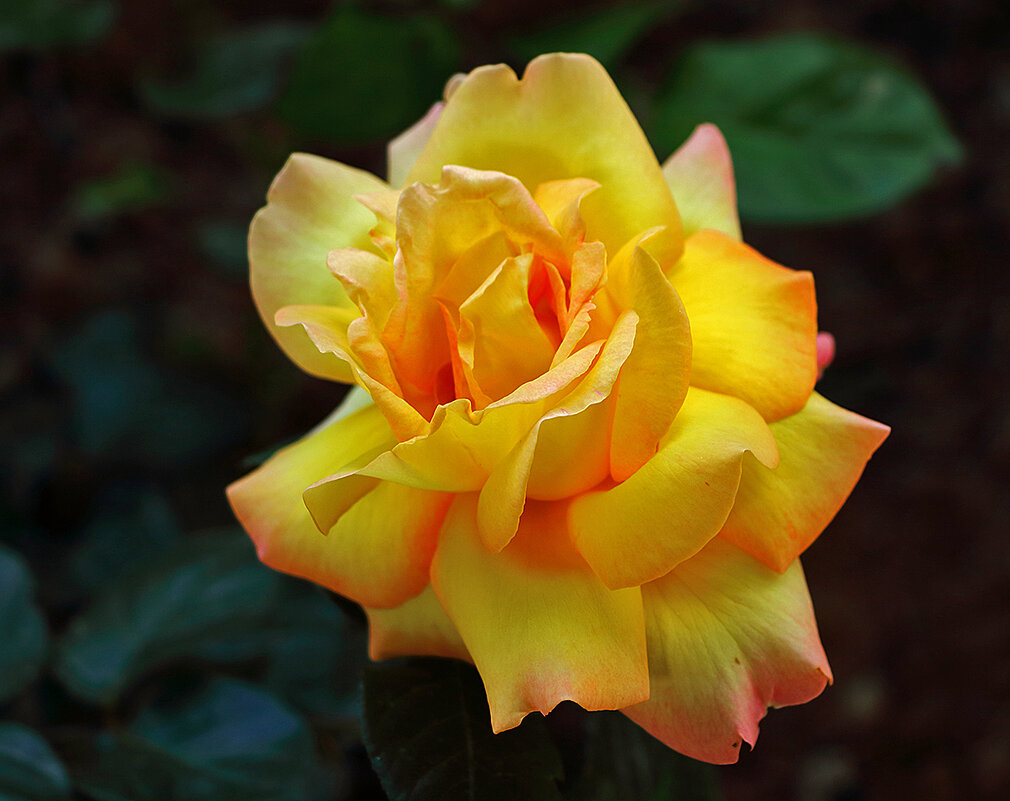 Красавица - Светлана 