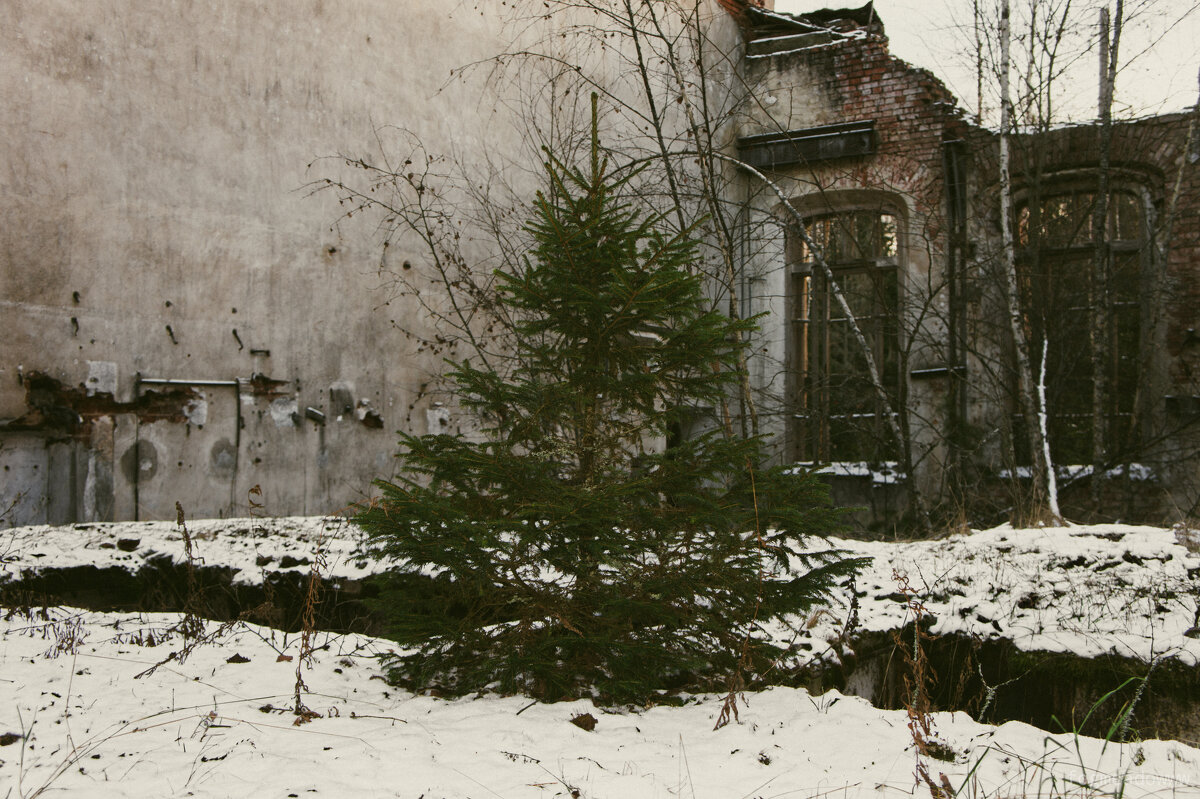 елочка - fogmeadowww m