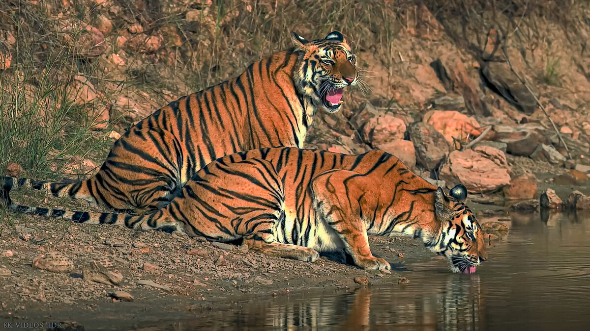 Бенгальский тигр - Aleksey Afonin