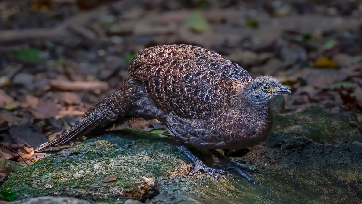 Борнеосский павлиний фазан - Aleksey Afonin