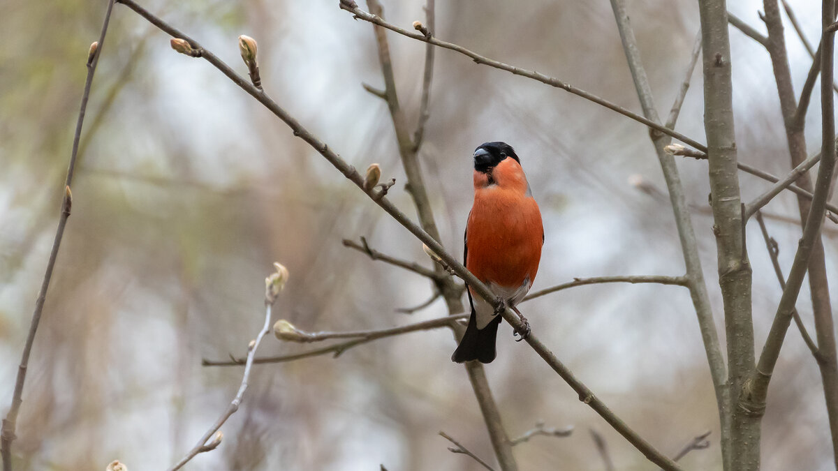 Снегирь - Владимир Лазарев