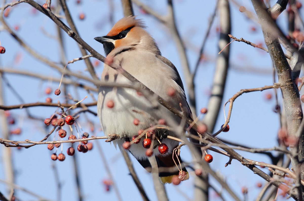 Свиристель - Виктор Иванович Чернюк
