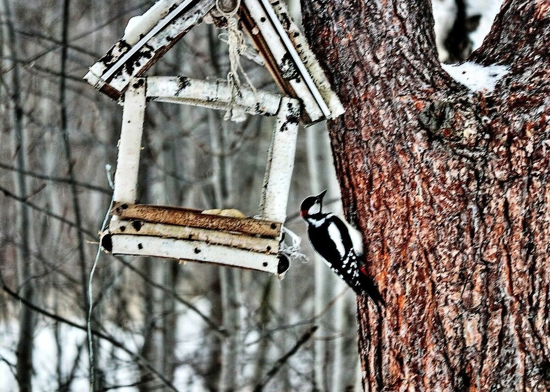 Эх, мне бы жучков-червячков! - Владимир 