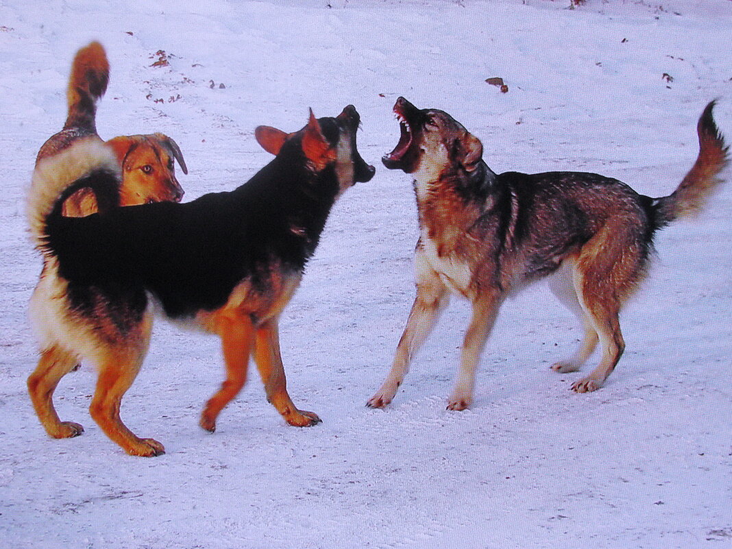 Не поделили - Людмила Смородинская