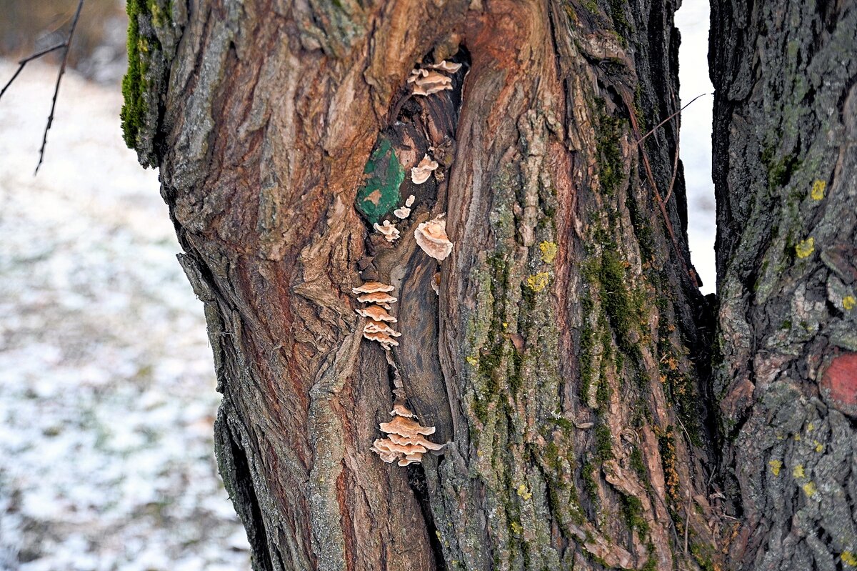 Грибное дерево - Валерий Иванович