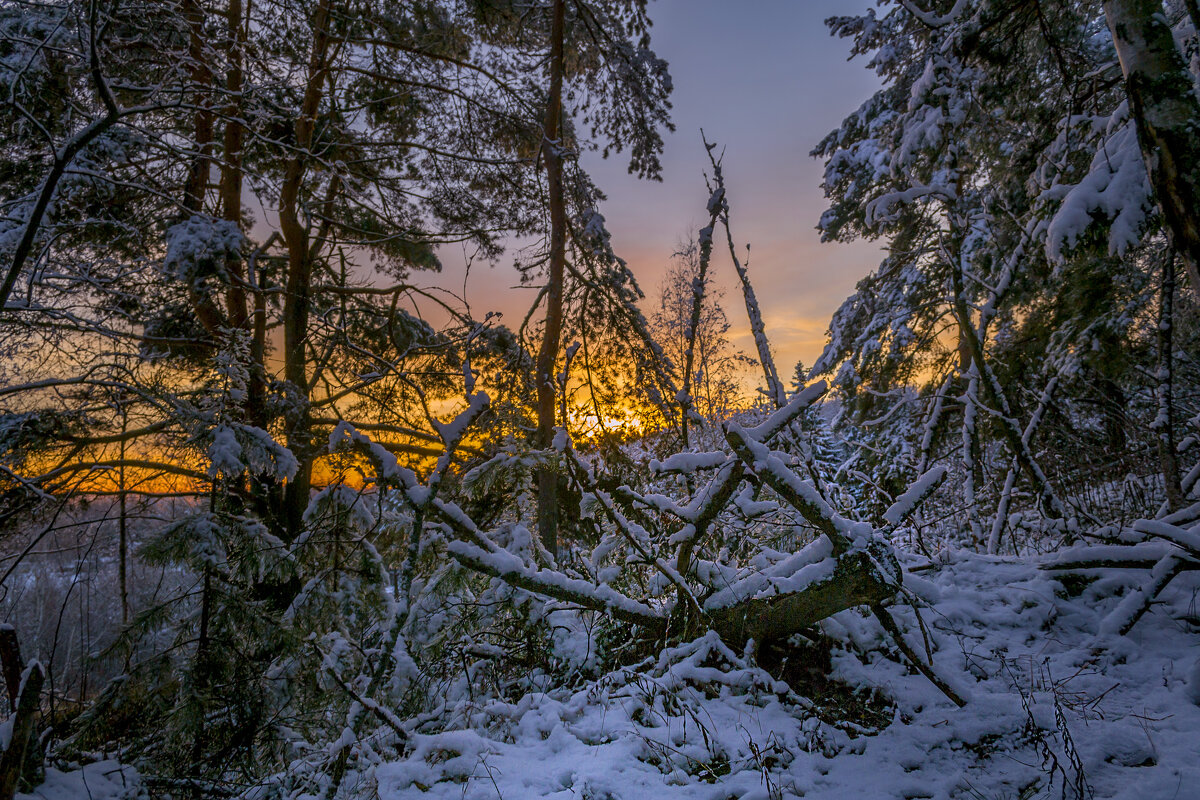 В лесу на рассвете - Сергей Цветков