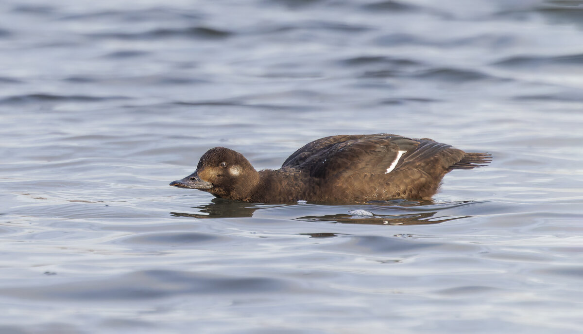 турпан. - юрий макаров