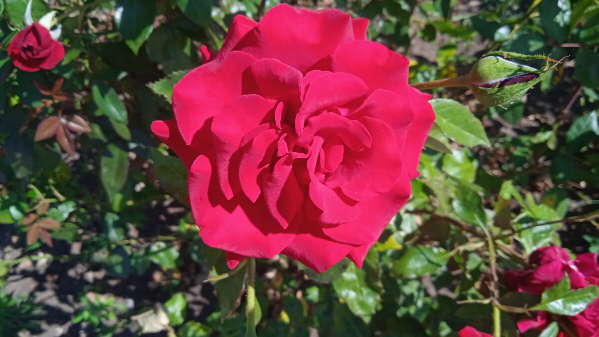 аромат июня - Елена Шаламова