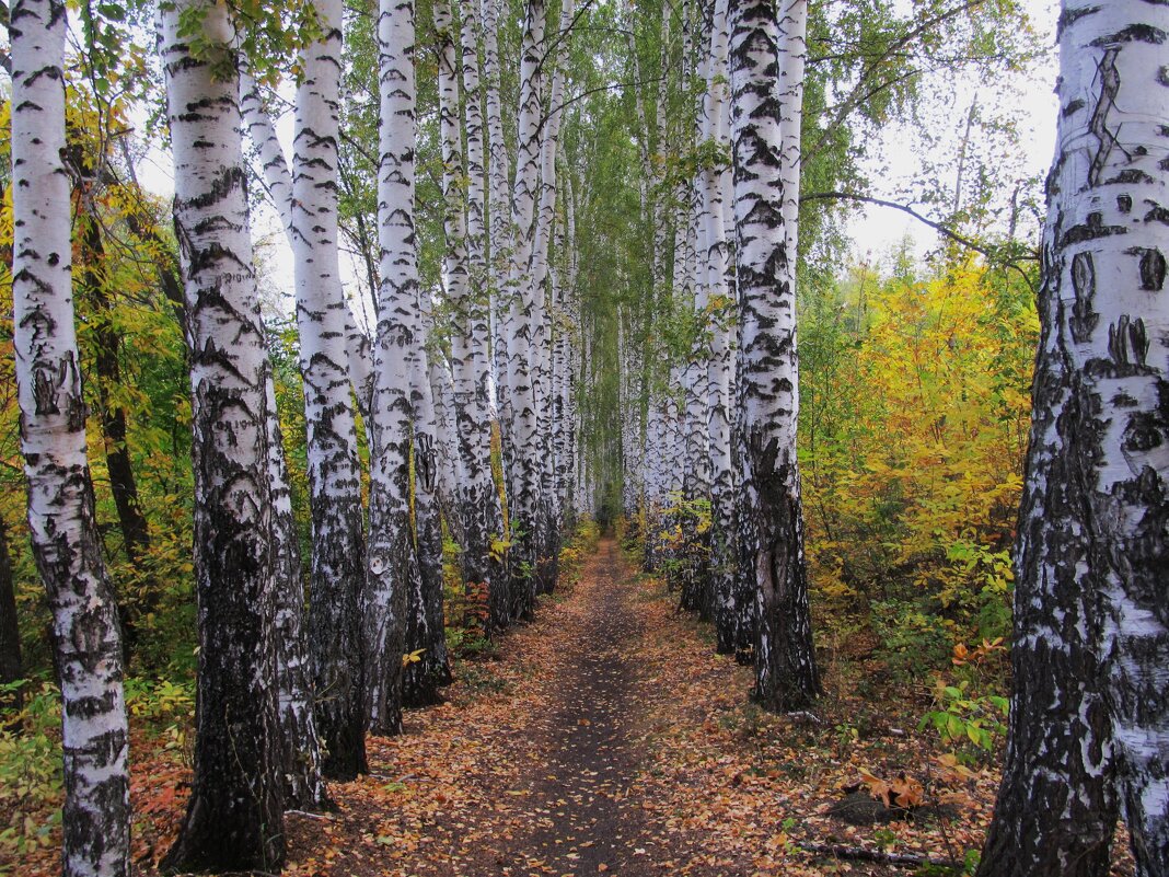 ........... - Елена Шаламова ........... - Елена Шаламова