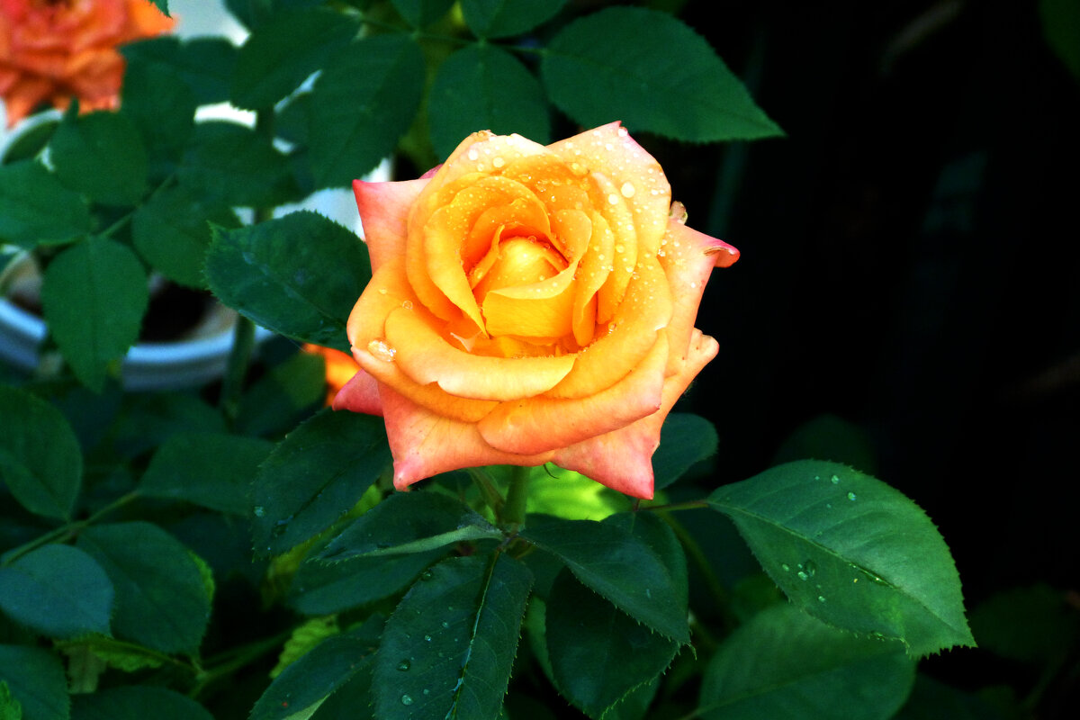 Флорибунда - Валентин Семчишин