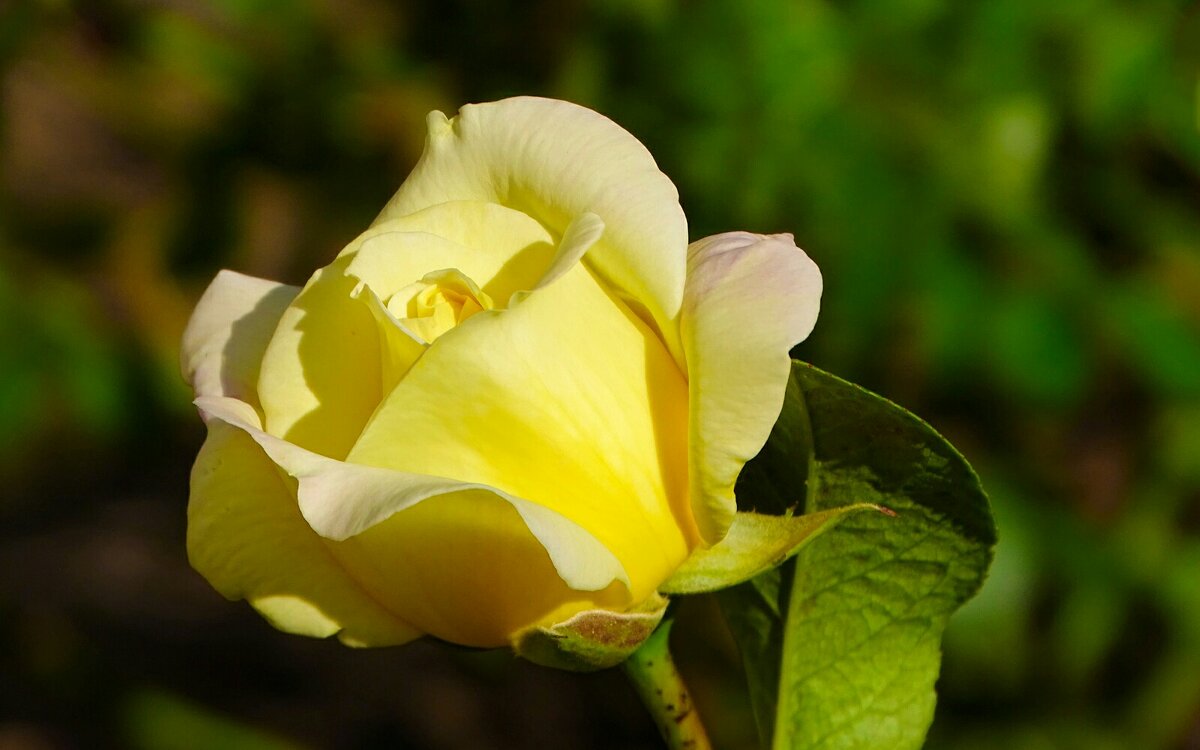 Зимой о цветах - Милешкин Владимир Алексеевич 