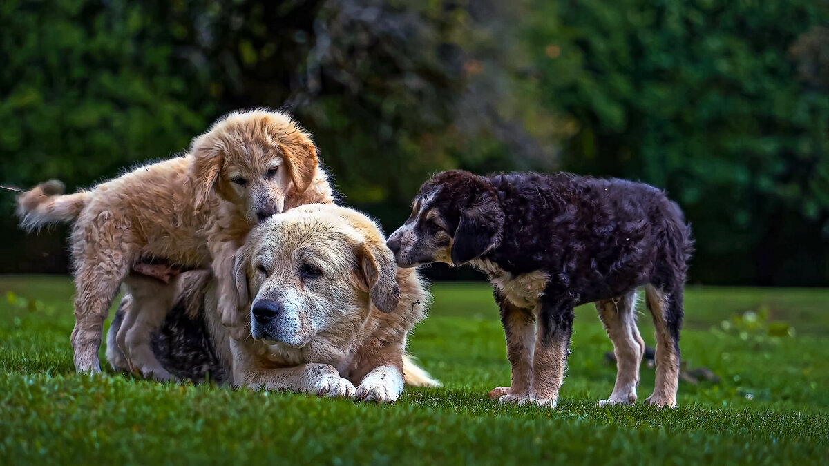 Щенки золотистого ретривера. - Aleksey Afonin