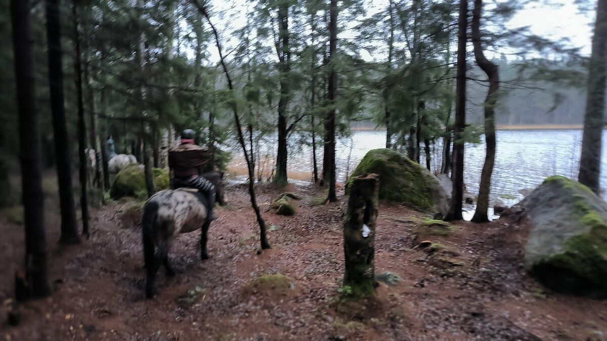 Прогулка в лесу. Зима. Декабрь. - Ольга 