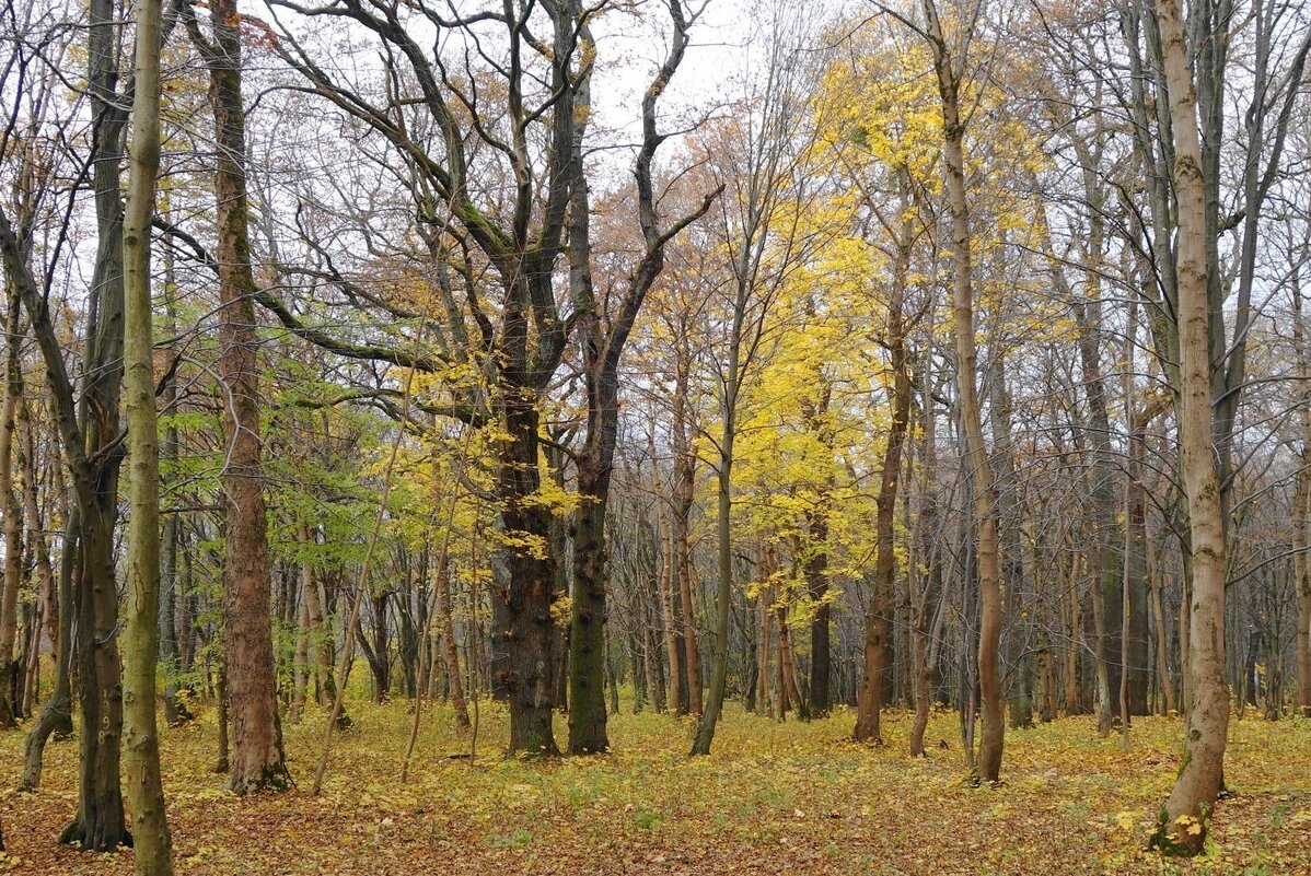 Ашманн парк, Калининград - Рита Симонова