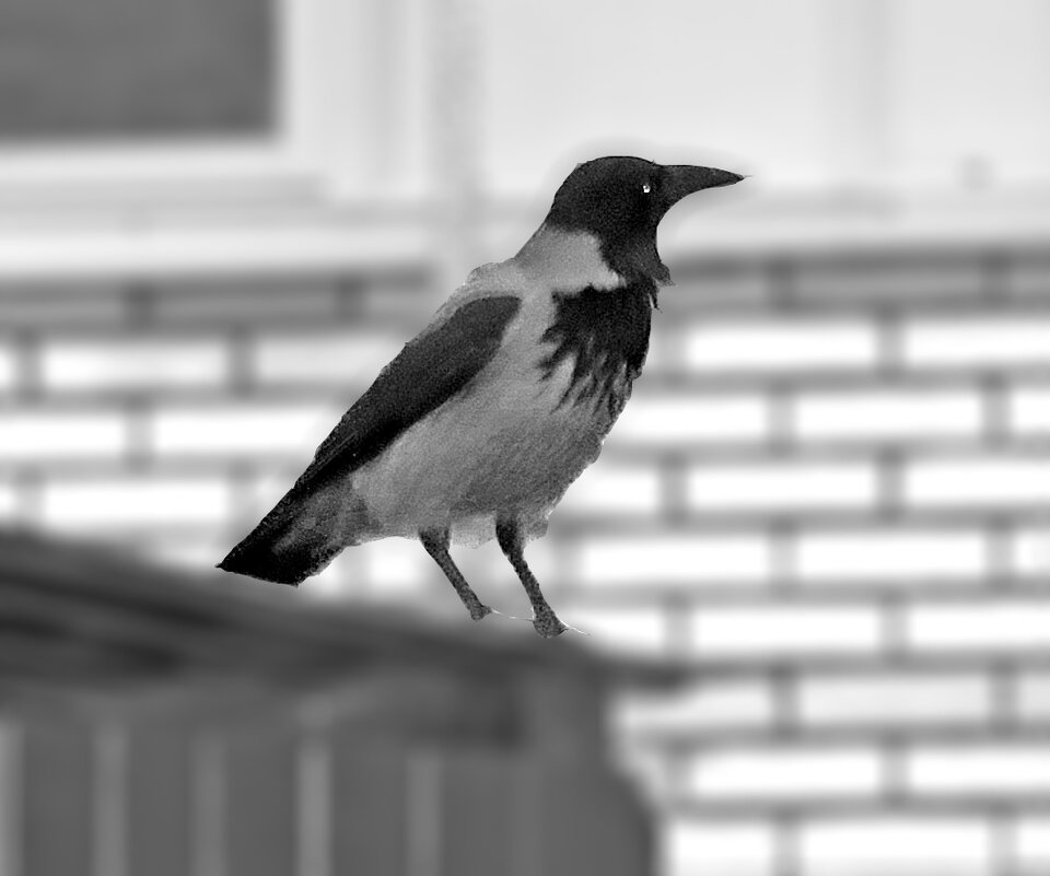 Сторожит мусорку - Светлана 