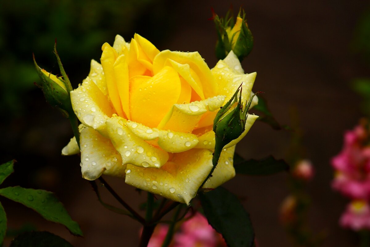 Доброе утро - Юрий. Шмаков