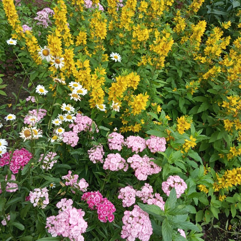 Летом - Елена Семигина